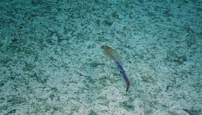 Ученые впервые сняли на видео глубоководного длиннохвостого кальмара