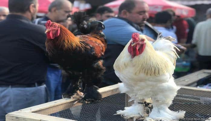 Bakıda 400 manata toyuq satılır