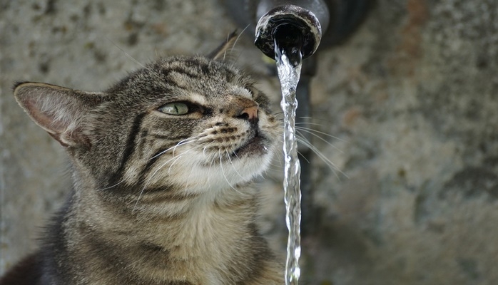 FAQ: Почему кошки боятся воды?