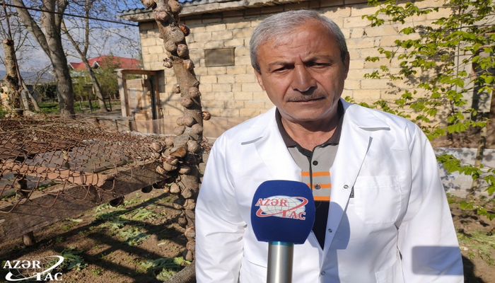 Şamaxıda kilosu 6 min manata satılan ilbiz kürüsü