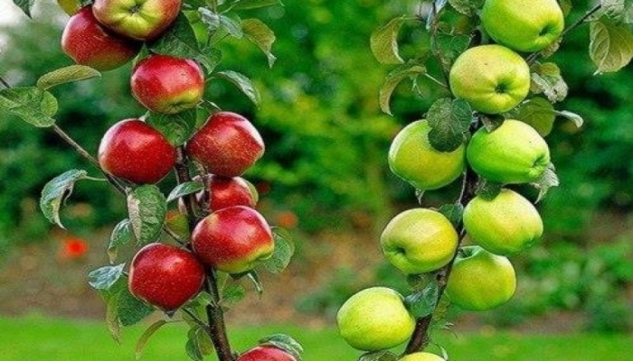 Яблоки дорожают из-за слабого урожая