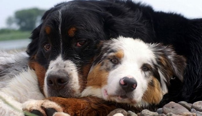 Собаки понимают слова человека гораздо лучше, чем считали ученые