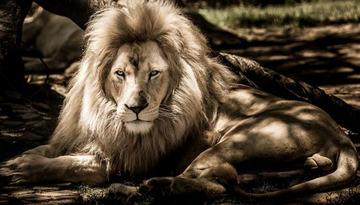 Ученые выяснили, почему львы становятся людоедами