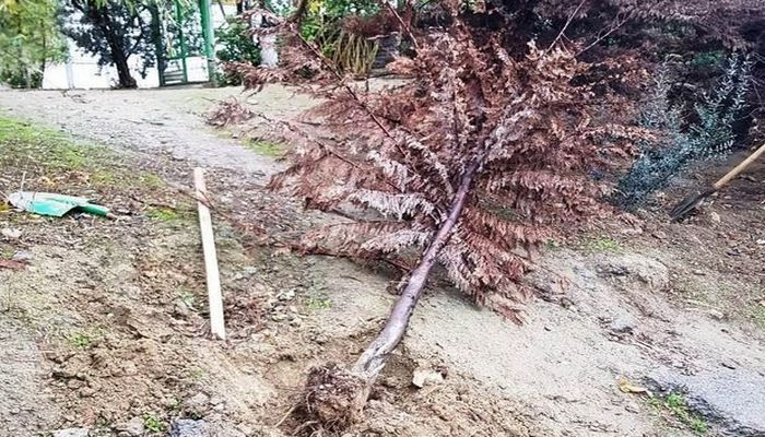 Начальник отдела: В столице намеренно подсушивают деревья