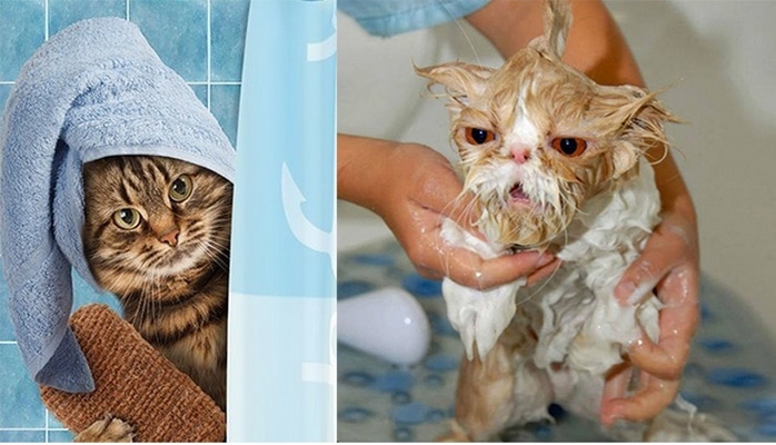 Pişiklər çimizdirilirmi?