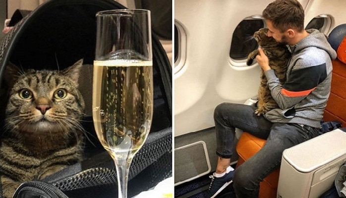 Pişiyi kök olduğu üçün təyyarəyə buraxılmadı