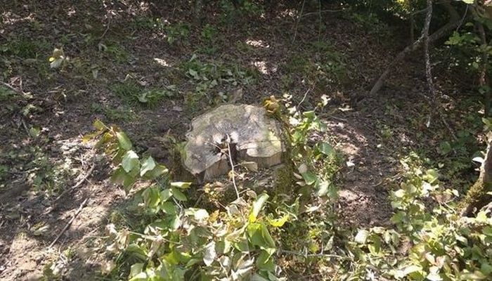 Masallıda qanunsuz ağac kəsimi: nazirlik hərəkətə keçdi