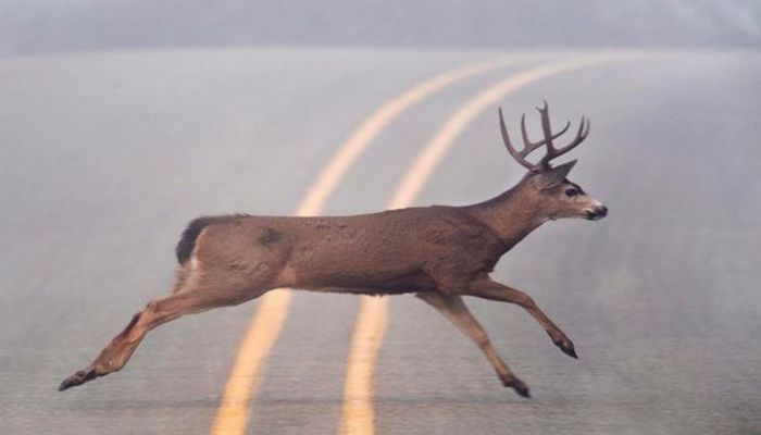 Vəhşi heyvanların qayıtdığı 10 şəhər - Karantin nəticəsində...