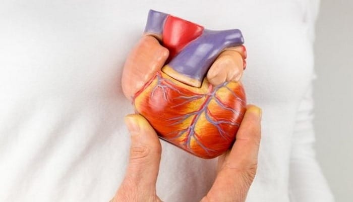 Биороботическое гибридное сердце в будущем может использовано как искусственное.