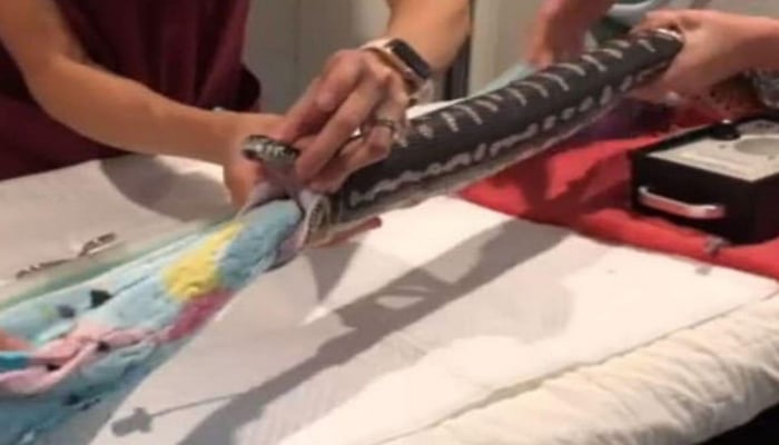 Həkimlər ilanın mədəsindən dəsmal çıxardılar