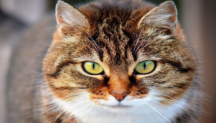 Исследователи: черты поведения кошек наследуются