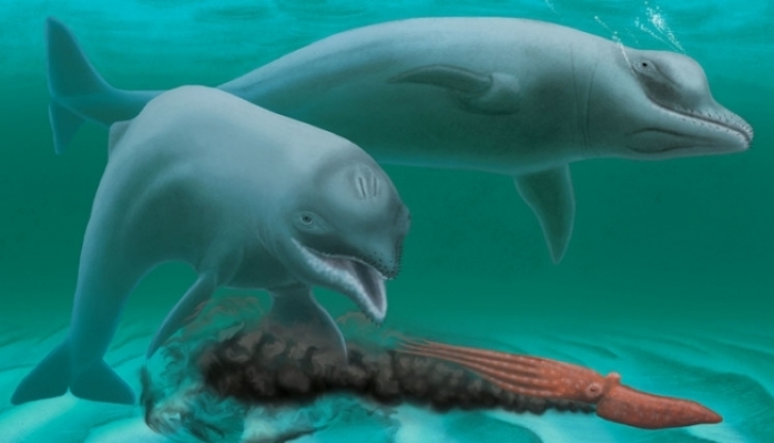 Yeni delfin növü müəyyən olunub
