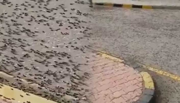 Omanda qarışqalar küçələri işğal etdi