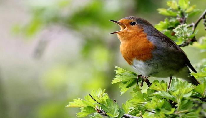 Зачем поют птицы
