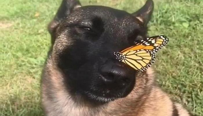 Бабочка нашла самое безопасное место, совершив посадку на носу дружелюбного пса