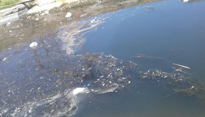 Samur-Abşeron kanalında balıqlar tələf olur
