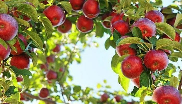Азербайджан - один из основных поставщиков яблок в Россию