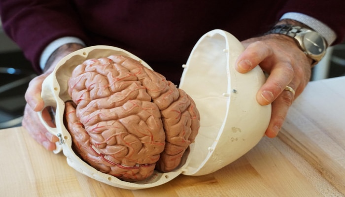 İnsan ilə arının beyni arasında oxşarlıq var