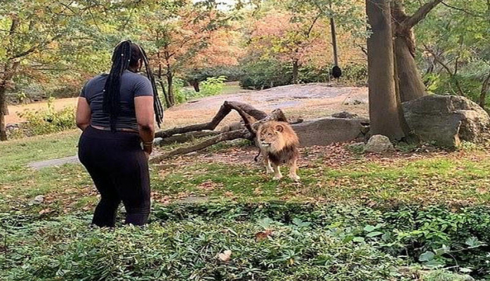 Qadın şir olan qəfəsə girib rəqs etdi