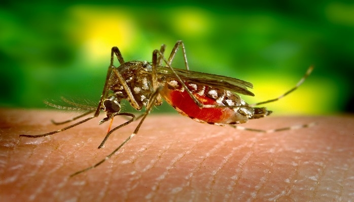 Кого чаще всего кусают комары