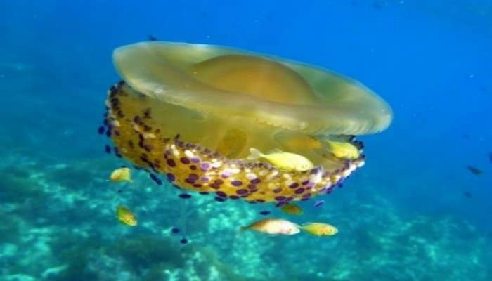 Alimlərdən inanılmaz kəşf: meduza insanlara yeni dəri bəxş edəcək