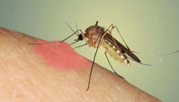 Ağcaqanadları evdən uzaqlaşdırmaq üçün 5 unikal təbii vasitə - Birdəfəlik qurtulacaqsınız