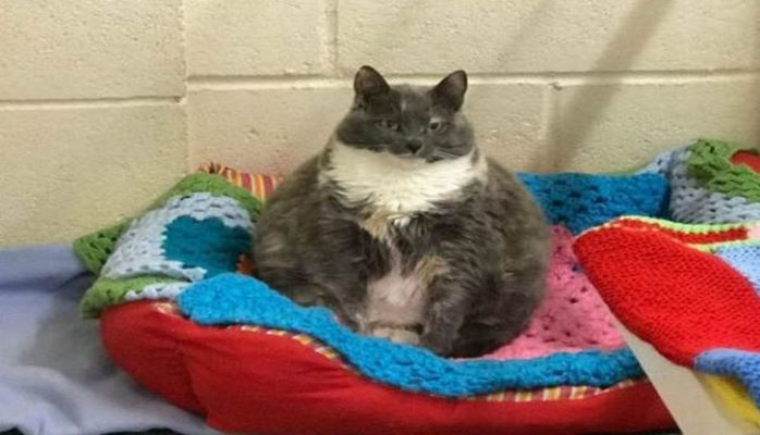 Для самой толстой кошки не могут найти хозяев