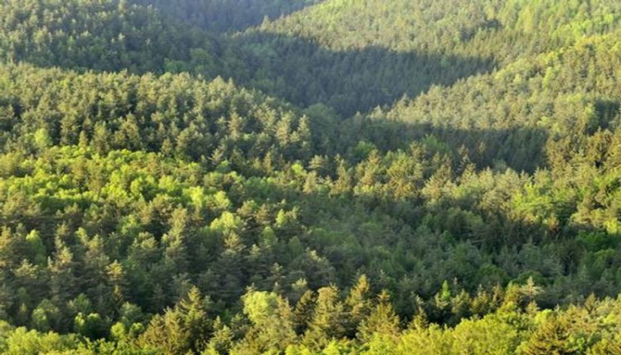 В Азербайджане охрану лесов могут поручить охранной полиции или частным организациям