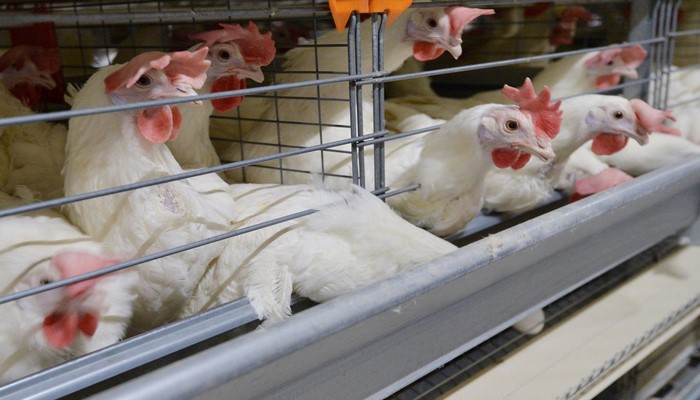 Dövlət Baytarlıq Xidməti: “Quş qripi”nə görə Azərbaycanda epizootik vəziyyət sabitdir