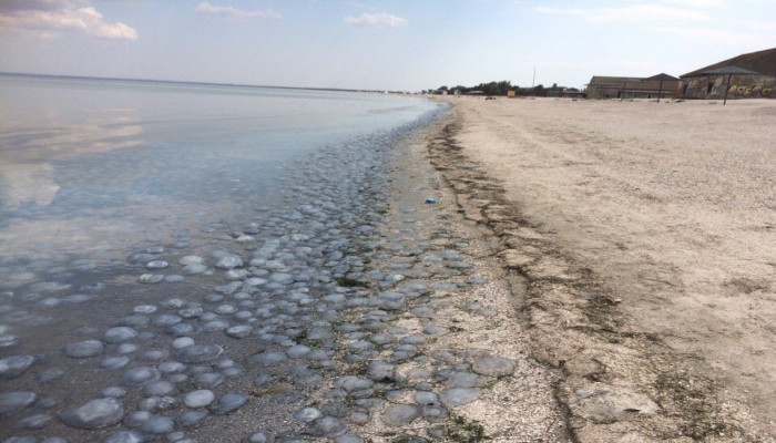 Ölü meduzalar Azov dənizinin sahillərini basdı