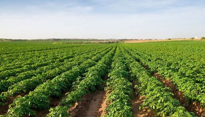 В Азербайджане будет увеличено производство раннего картофеля
