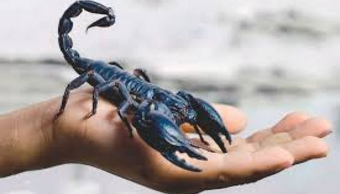 Əqrəb zəhəri dərman imiş – İnfeksiyaların qənimidir