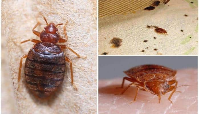 Alimlər: Taxtabitilər Yer kürəsində insandan xeyli əvvəl məskunlaşıblar