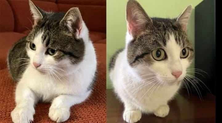 Şəfa verən pişik satışda: “Pişik yuxuda mənə dedi ki, onu satım”