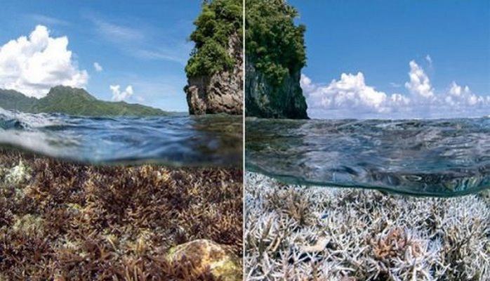 Экологи: Вымирание из-за глобального потепления может начаться с океана