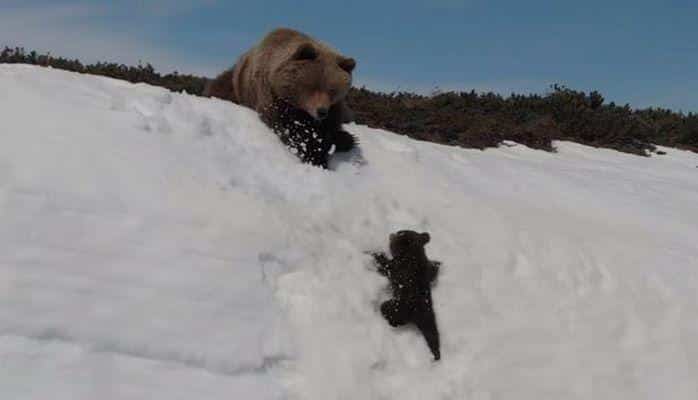 C  карабкающимся по склону медвежонком возмутило соцсети