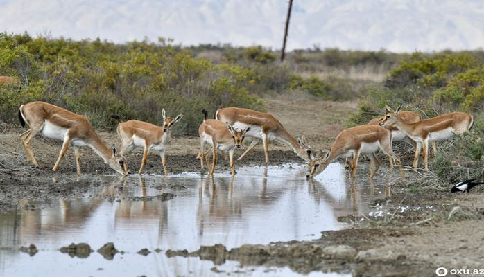 Təbiətin qara gözlüsü, “əzəldən meylini çöllərə salan” ceyranlar