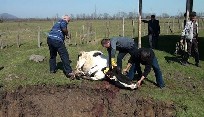 В Азербайджане выявлен опасный вирус у коров