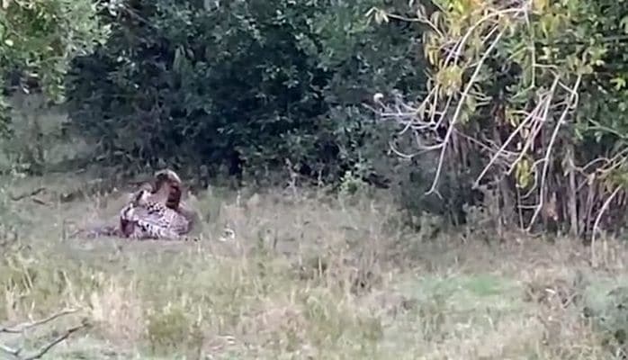 Леопард напал на огромного питона и чуть не погиб