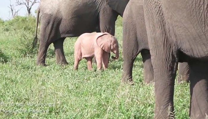 Çəhrayı rəngli fil balası - Nadir hadisə