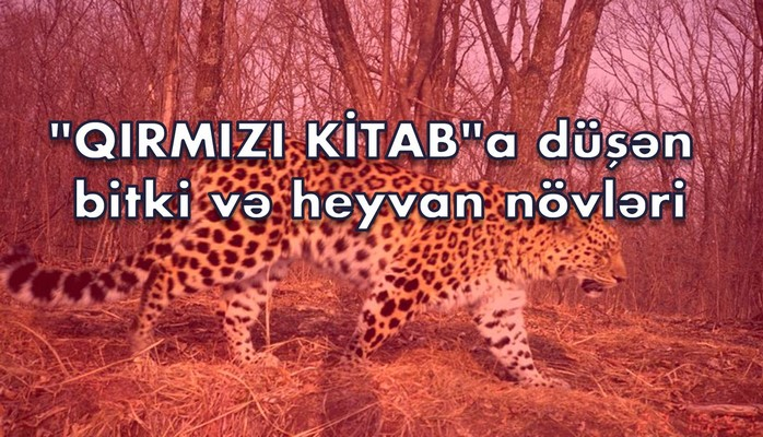 Qırmızı kitaba düşmüş heyvanlar