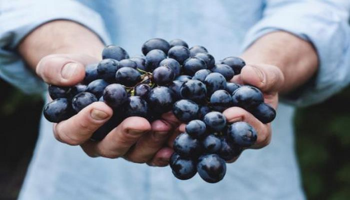 Ученые назвали полезные для человеческого организма свойства винограда