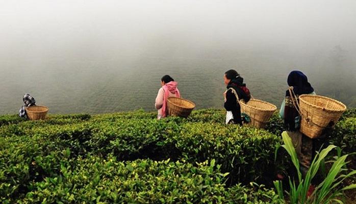 История зарождения чайной культуры