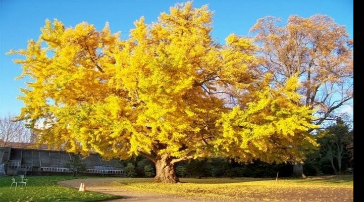 Ученые разгадывают секреты бессмертия деревьев гинкго