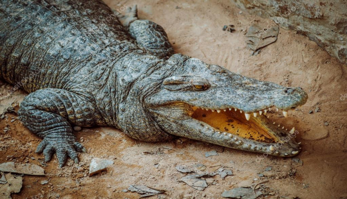 Evin tualetindən timsah çıxdı