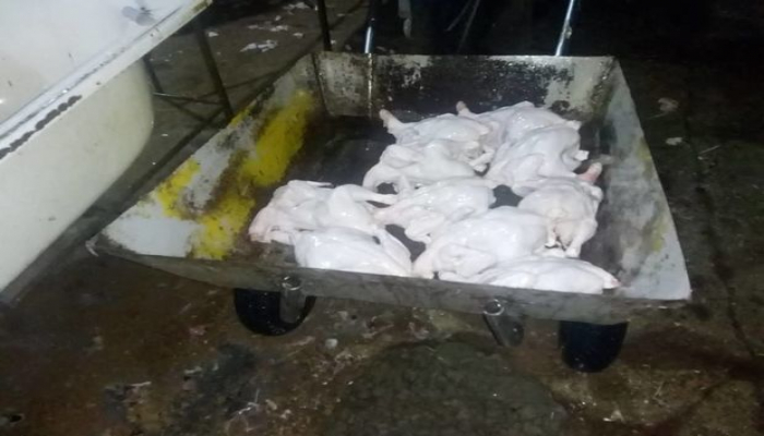 В Баку обнаружен незаконный мясной цех