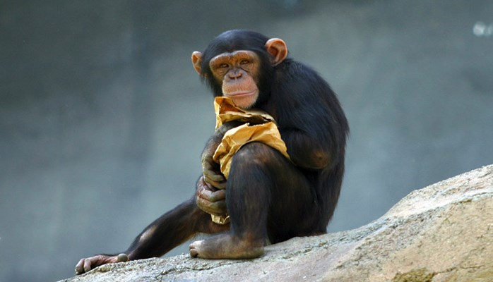 Şimpanze