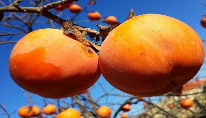 Azərbaycanda Xurma Festivalı bu rayonda baş tutacaq