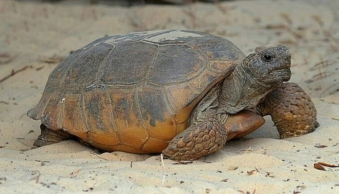 Во Флориде нашли черепаху-рекордсмена