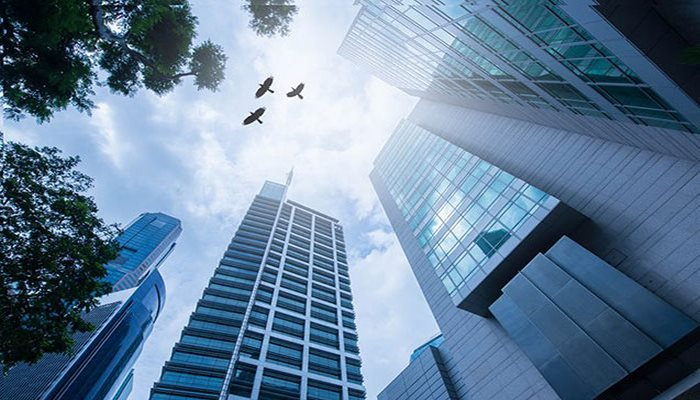 ABŞ-dakı göydələnlər ildə təxminən 600 milyon quşun ölümünə səbəb olur